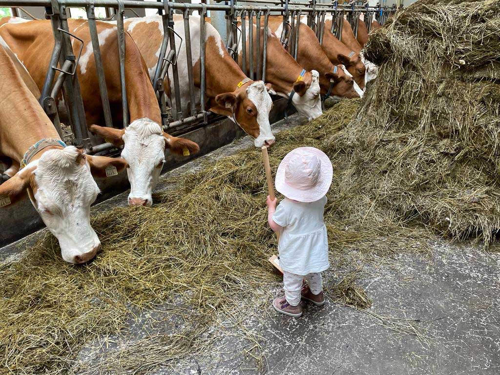 Selbst die Kleinen helfen beim Kühe füttern